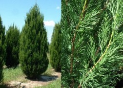 Juniperus chinensis Spartan / Spartan boróka